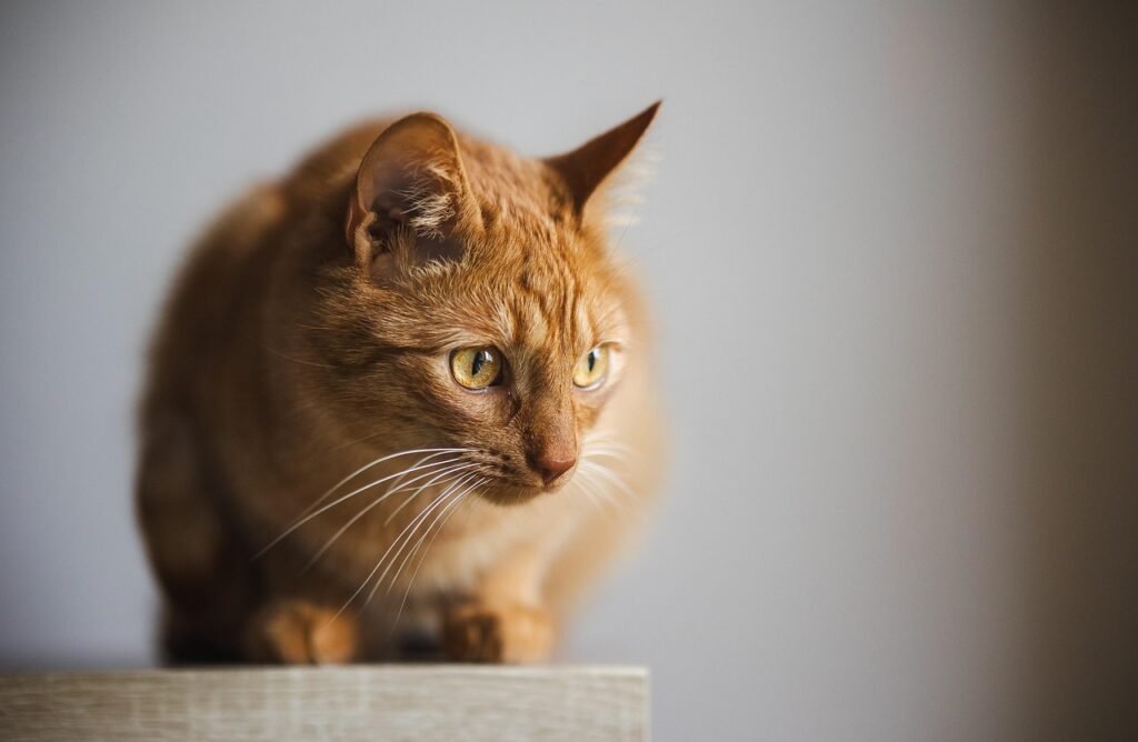 Pet Insurance Comparison with No Waiting Period - cat and owner at home