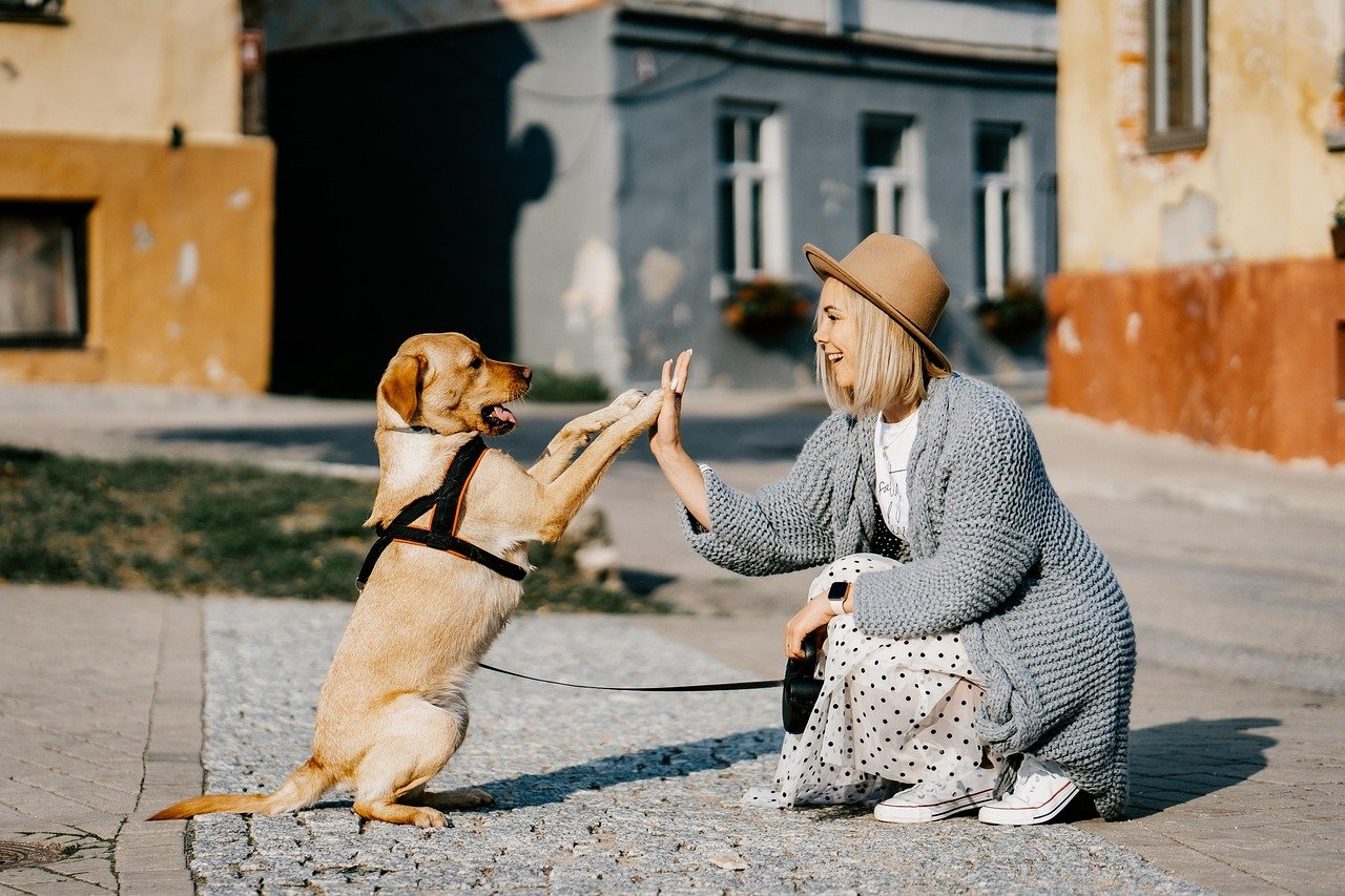 Pet Insurance Comparison with No Waiting Period - dog owner at veterinarian