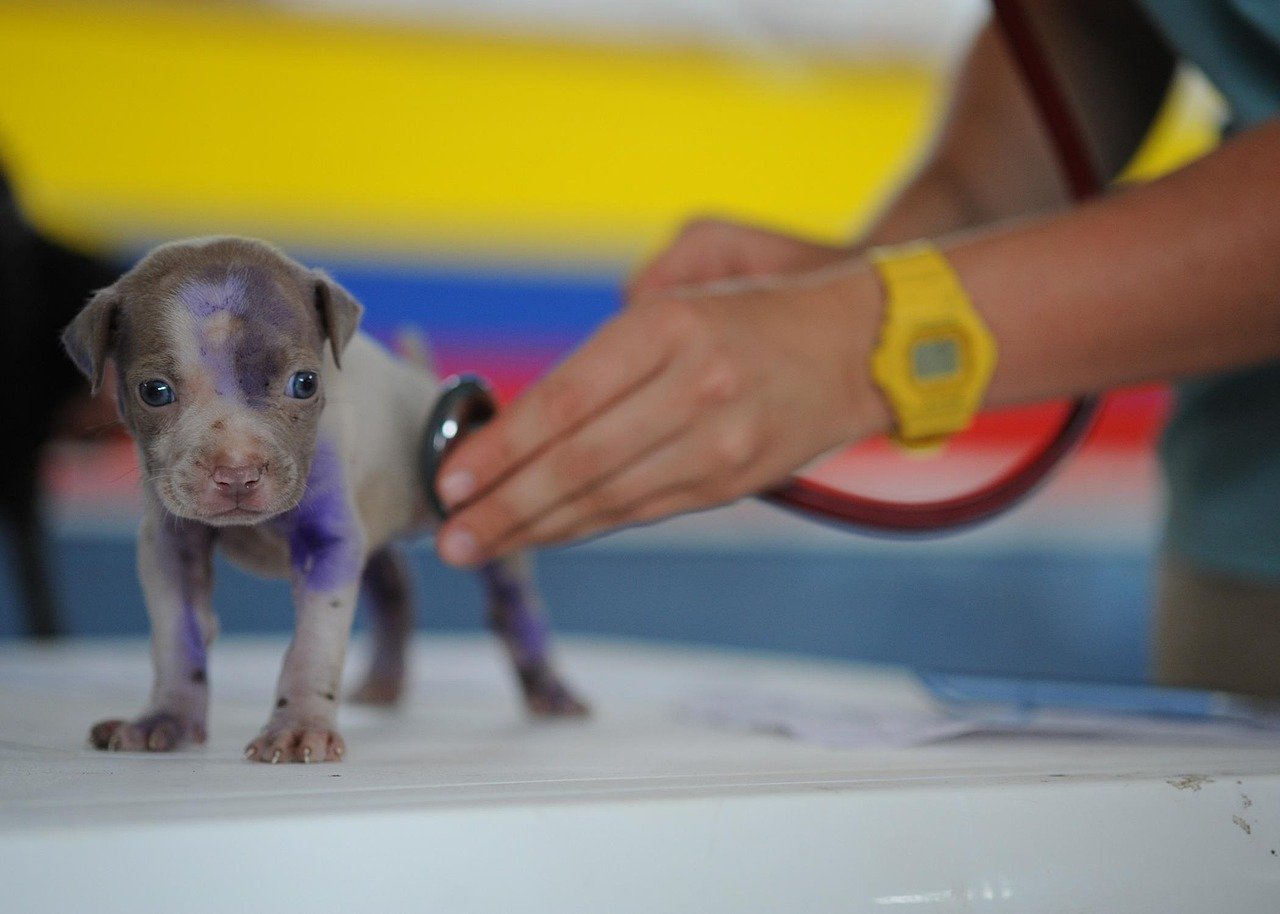 Pet Insurance for Dogs with No Waiting Period - dog owner at veterinarian
