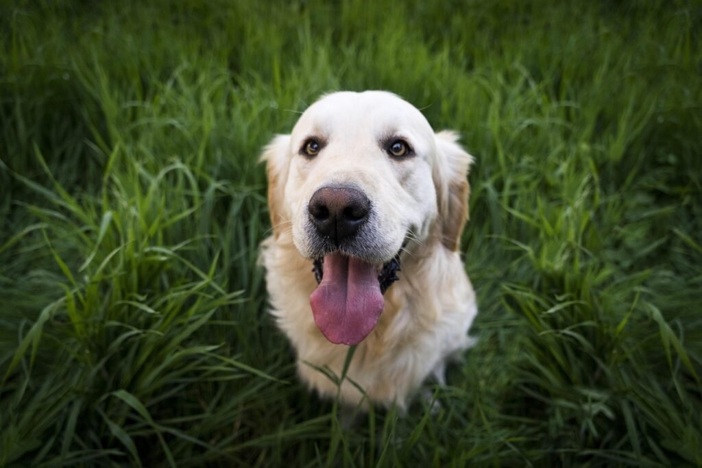 Pet Insurance Policies with No Waiting Period - vet examining happy golden retriever